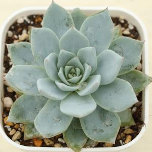 多肉植物 エケベリア ピーコッキー 7.5cmポット苗
