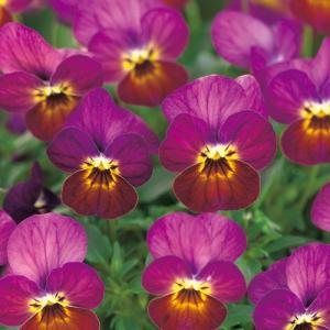 【当店農場生産】ビオラ ビビ ワインアンティーク（花なし苗） 9cmポット苗 花壇や寄せ植えに♪