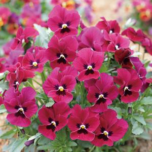 ビオラ ももか ばらいろ（花なし苗） 9cmポット苗 花壇や寄せ植えに♪