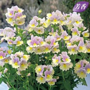 当店農場生産】ラナンキュラス ラックス アポロン 9cmポット苗（株