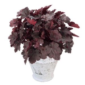 ヒューケラの商品一覧 通販 Yahoo ショッピング