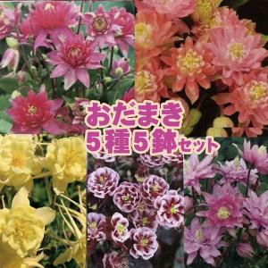 【当店農場生産】おだまき 変わり咲き 5種類5鉢セット 耐寒性宿根草