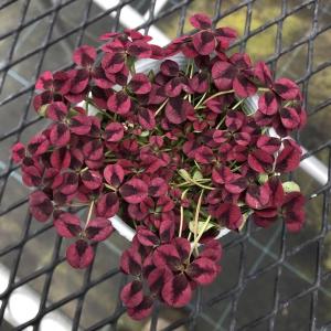 【当店農場生産】幸せを呼ぶ☆プリンセスクローバー イザベラ（イザベル） 9cmポット苗 耐寒性多年草