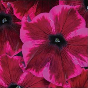 【当店農場生産】クレイジーチュニア コズミックパープル（花なし苗）9cmポット苗 ハイブリットペチュニア