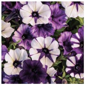 【当店農場生産】市松模様のペチュニア いちまつ（花なし苗）9cmポット苗 小輪多花でボリュームたっぷり！