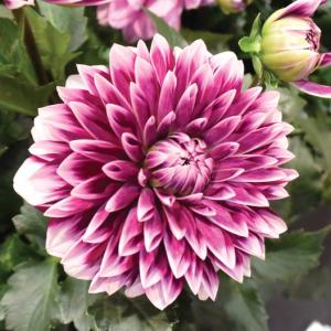 ダリア苗の商品一覧 通販 Yahoo ショッピング