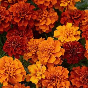 マリーゴールド ファイヤーボール 9cmポット苗 耐暑性