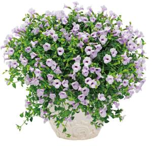 【当店農場生産】スーパートレニア カタリーナ アイスリバー PW 9cmポット苗 強くて大輪咲き品種！