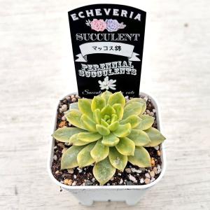 多肉植物 エケベリア マッコス錦 7.5cmポット苗の詳細画像1
