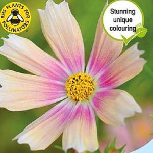 コスモス アプリコットレモネード 9cmポット苗 鉢植えの栽培にも最適♪