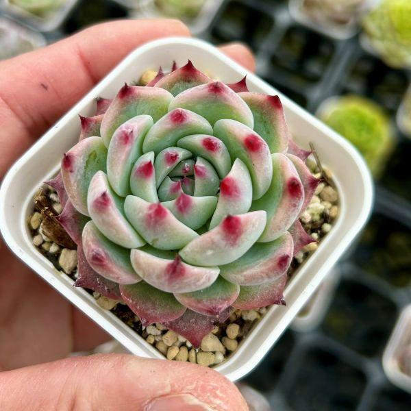 多肉植物 エケベリア チワワエンシス 7.5cmポット苗