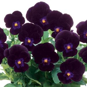 【当店農場生産】ビオラ ピエナ ブラック（花なし苗） 9cmポット苗 花壇や寄せ植えに♪