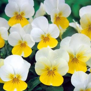 【当店農場生産】ビオラ フローラルパワー クリームイエローリップ（花なし苗） 9cmポット苗 花壇や寄せ植えに♪