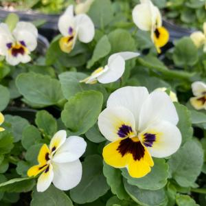 【当店農場生産】ビオラ ソルベXP レモンアイスブロッチ（花なし苗） 9cmポット苗 花壇や寄せ植えに♪