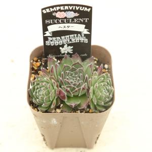 多肉植物 センペルビウム ヘスター 7.5cm...の詳細画像2