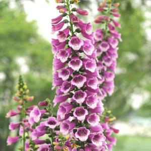 当店農場生産】ハイドランジア ディープパープル ディープレッド 9cm