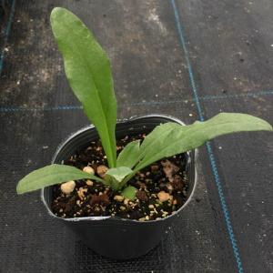 【当店農場生産】矢車草 ブラックボール 9cm...の詳細画像1