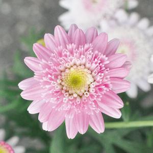 【当店農場生産】マーガレット スウィートピンク...の詳細画像3