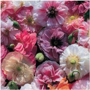 【当店農場生産】ポピー 天使の歌声 9cmポット苗 薄い花びらの美しい花が咲きます☆