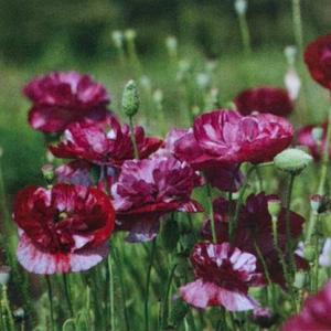 【当店農場生産】ポピー パンドラ 9cmポット苗 薄い花びらの美しい花が咲きます☆