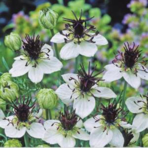 ニゲラ パピローサ アフリカンブライド（黒種草） 9cmポット苗