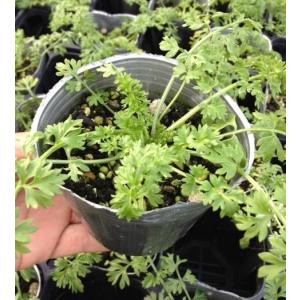 【当店農場生産】ニゲラ パピローサ アフリカン...の詳細画像1