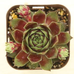 多肉植物 センペルビウム レッドハート 7.5cmポット苗 : ハニーミント