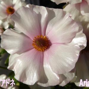 当店農場生産】ラナンキュラス ラックス ペネロペ 9cmポット苗