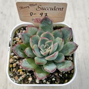 多肉植物 エケベリア ロータス 7.5cmポット苗の詳細画像1