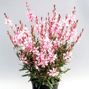 ガウラ　ピンク　10株　まとめ購入希望の方どうぞ♪ ガウラ ピンク 10株 まとめ購入希望の方どうぞ♪ ガウラ ピンク