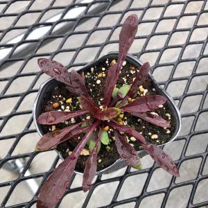 【当店農場生産】ガウラ エメリン ピンクブーケ...の詳細画像1