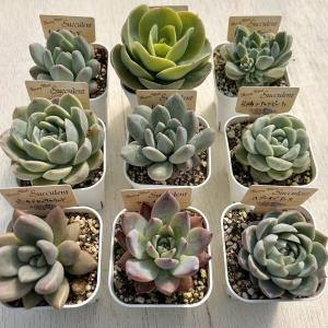 ☆送料無料☆多肉植物苗9種類セット☆おひとり様...の詳細画像1