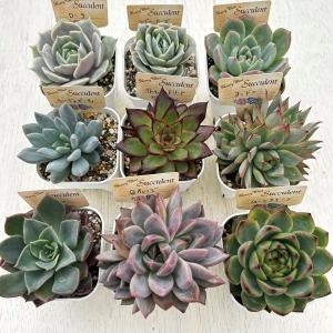 ☆送料無料☆多肉植物苗9種類セット☆おひとり様...の詳細画像1