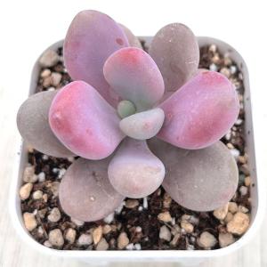 多肉植物 グラプトペタルム アメジスティナム 7.5cmポット苗