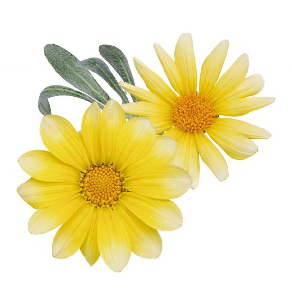 【当店農場生産】ハイブリッドガザニア ビースト シルバーフォックス PW 9cmポット苗 積雪OK！