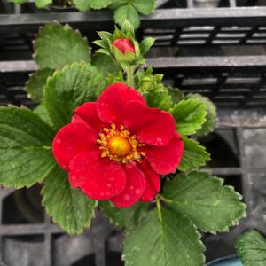 【当店農場生産】鈴なり赤花いちご ルビーアン ...の詳細画像1