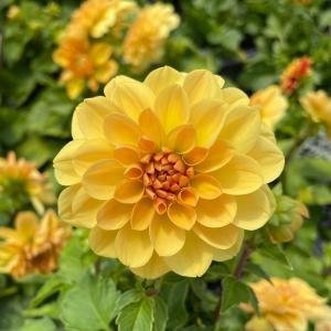 【当店農場生産】八重咲きダリア マキシ ロメロ 9cmポット苗☆球根で毎年咲く！ハイブリッド