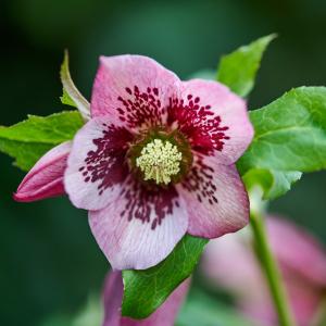 クリスマスローズ 種の商品一覧 通販 Yahoo ショッピング