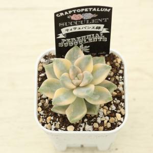 多肉植物 グラプトペタルム ティテュバンス錦 ...の詳細画像2