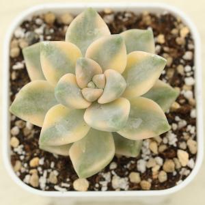 多肉植物 グラプトペタルム ティテュバンス錦 ...の詳細画像1
