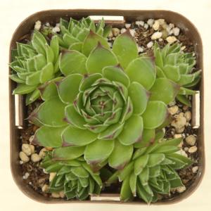 多肉植物 センペルビウム テクトラム 7.5c...の詳細画像1