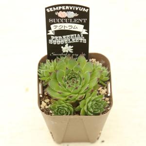 多肉植物 センペルビウム テクトラム 7.5c...の詳細画像2