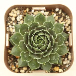 多肉植物 センペルビウム サンフォード 7.5...の詳細画像1