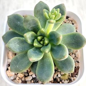 日本花キ流通 多肉植物 caアエオニウム ハロウィン錦 アエオニウム 7.5