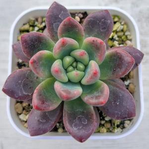 多肉植物 エケベリア シャネル 7.5cmポット苗の詳細画像2