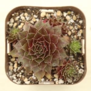 多肉植物 センペルビウム レッドルビン 7.5...の詳細画像1