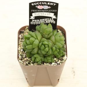 多肉植物 ハオルチア ウンビラティコラ 7.5...の詳細画像1