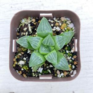 多肉植物 ハオルチア ザラメレツーサ 7.5cmポット苗