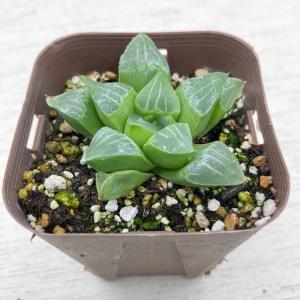 多肉植物 ハオルチア ザラメレツーサ 7.5c...の詳細画像1