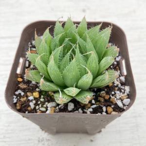 多肉植物 ハオルチア 青雲の舞 7.5cmポット苗の詳細画像1